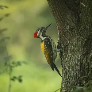 A close-up of a Black-rumped flameback (Dinopium benghalense) on a tree