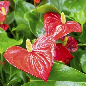 Close-up of a blooming evergreen anthurium plant with red flowers