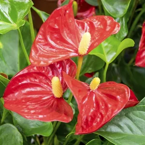 Close-up of a blooming evergreen anthurium plant with red flowers
