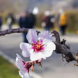 Close-up of a blossoming almond tree on the Almond Mile in Edenkoben (Palatinate)