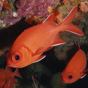 Close-up of White-tipped Soldierfish Print Close-up of White-tipped Soldierfish Print