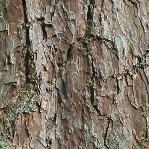 Close-up of the brown, textured bark of a Scots pine (pinus sylvestris) with a striking pattern