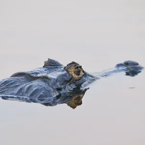 Close-up of a caiman in the water Close-up of a caiman in the water