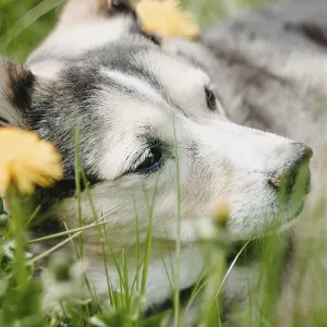 Close-up of a calm dog lying in grass with a yellow flower nearby Close-up of a calm dog lying in grass with a yellow flower nearby