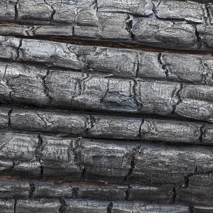 Close-up of a charred tree trunk burnt by a forest fire Close-up of a charred tree trunk burnt by a forest fire