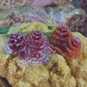 Close-up of Christmas tree worm (Spirobranchus giganteus) on a yellow coral surface