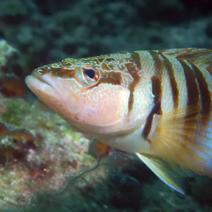 Close-up of a colorful fish in a coral reef