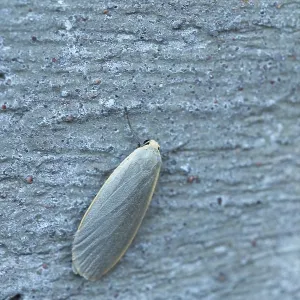 Close-up of common footman (manulea lurideola) moth on wall