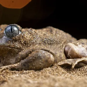 A close-up of the common spadefoot toad A close-up of the common spadefoot toad