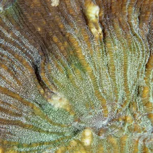 Close-up of the complex patterns of a bulging coral (Open brain coral) Close-up of the complex patterns of a bulging coral (Open brain coral)
