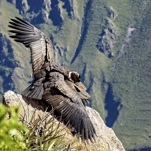 Close-up of condors with wings on rocks against a green background Close-up of condors with wings on rocks against a green background