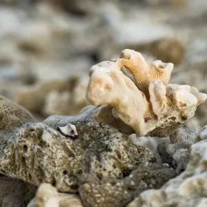 Close-up of Coral on Barren Seabed Print, Shoni Bay, Egypt Close-up of Coral on Barren Seabed Print, Shoni Bay, Egypt