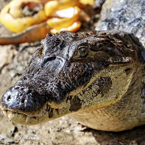 Close-up of a crocodile face on the ground