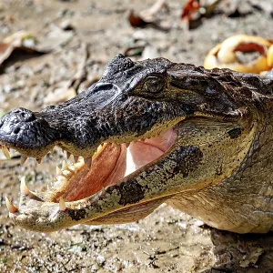 Close-up of a crocodile lying on its side with its mouth open