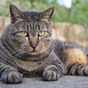 Close up, Cute female cat sitting on concrete floor Close up, Cute female cat sitting on concrete floor
