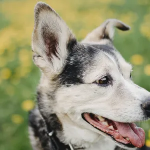Close-up of a dog with an alert expression surrounded by yellow dandelions Close-up of a dog with an alert expression surrounded by yellow dandelions