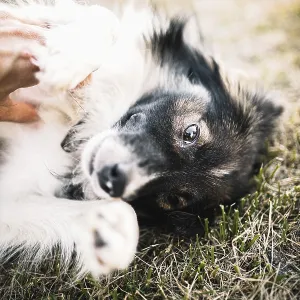 Close-up of a dog lying on the grass Close-up of a dog lying on the grass