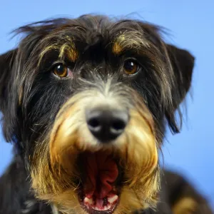 Close-up of a dog with an open mouth and an astonished expression in front of a blue wall