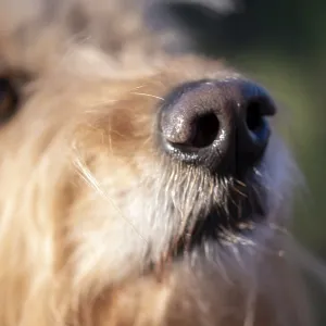 Close-up of a Dog's Snout Print, Germany