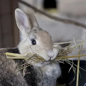 Close-up, domestic rabbit (Oryctolagus cuniculus forma domestica) Close-up, domestic rabbit (Oryctolagus cuniculus forma domestica)