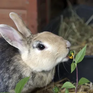 Close-up, domestic rabbit (Oryctolagus cuniculus forma domestica) Close-up, domestic rabbit (Oryctolagus cuniculus forma domestica)