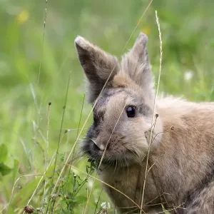 Close-up, Domestic rabbit (Oryctolagus cuniculus forma domestica) Close-up, Domestic rabbit (Oryctolagus cuniculus forma domestica)
