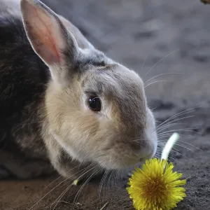 Close-up, domestic rabbit (Oryctolagus cuniculus forma domestica) Close-up, domestic rabbit (Oryctolagus cuniculus forma domestica)