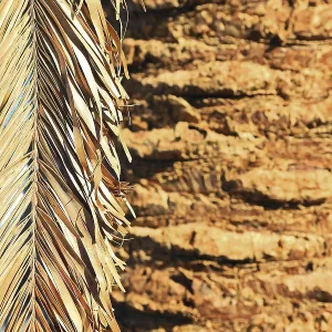 Close-up of a Dry Palm Leaf Print, Gran Canaria, Spain Close-up of a Dry Palm Leaf Print, Gran Canaria, Spain