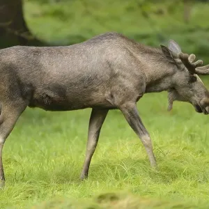 Close-up of a Eurasian elk (Alces alces) male in a forest in early summer Close-up of a Eurasian elk (Alces alces) male in a forest in early summer
