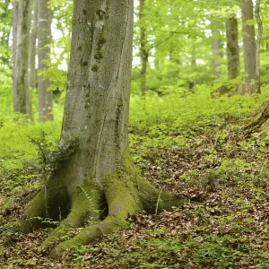Close-up of a European beech or common beech (Fagus sylvatica) tree-trunk in a forest in spring Close-up of a European beech or common beech (Fagus sylvatica) tree-trunk in a forest in spring