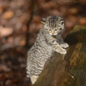 Close-up of a European wildcat (Felis silvestris silvestris) citten Close-up of a European wildcat (Felis silvestris silvestris) citten