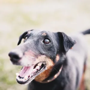 Close-up of an excited Doberman on grassy field with open mouth Close-up of an excited Doberman on grassy field with open mouth