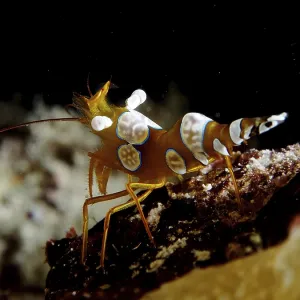 Close-up of an exotic crab with distinctive patterns on its body Close-up of an exotic crab with distinctive patterns on its body