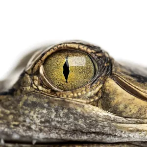 Close-up on a eye of a Fish-eating crocodile Close-up on a eye of a Fish-eating crocodile