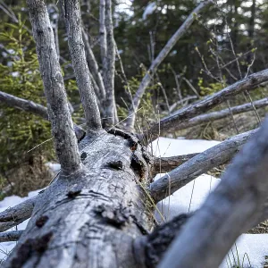 Close-up of a fallen tree in a snow-covered forest Close-up of a fallen tree in a snow-covered forest