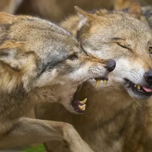 Close-up of two fighting wolves in aggressive interaction