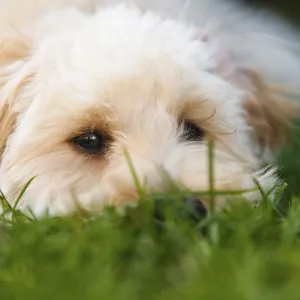 Close-up of a Maltipoo Puppy in Graz, Styria, Austria Print Close-up of a Maltipoo Puppy in Graz, Styria, Austria Print