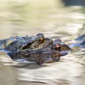 Close-up of two frogs in water Close-up of two frogs in water