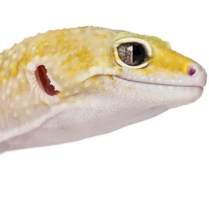 Side close-up of a gecko, isolated on white Side close-up of a gecko, isolated on white