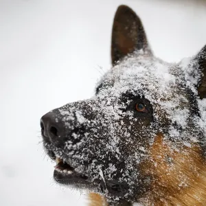 Perro pastor alemán en close-up con la boca abierta en medio de la nieve.