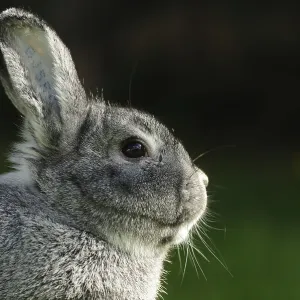 Close-up of a grey hare against a dark background Close-up of a grey hare against a dark background