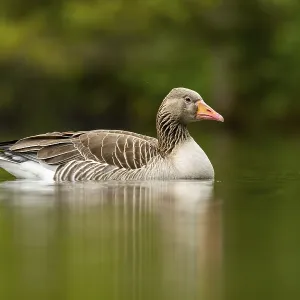 Close-up of a Greylag Goose (Anser anser) swimming in the water in spring