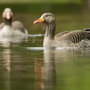 Close-up of a Greylag Goose (Anser anser) swimming in the water in spring