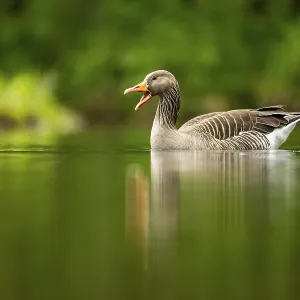 Close-up of a Greylag Goose (Anser anser) swimming in the water in spring