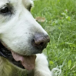 Close-up of a happy golden retriever with white fur on grass outdoors Close-up of a happy golden retriever with white fur on grass outdoors