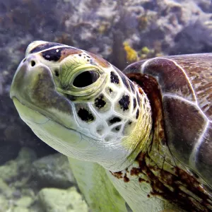 Close-up of a Hawksbill sea turtle (Eretmochelys imbricata imbricata) showing its distinctive facial features
