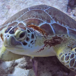 Close-up of a Hawksbill sea turtle (Eretmochelys imbricata imbricata)