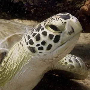 Close-up of hawksbill turtle (Eretmochelys imbricata imbricata)