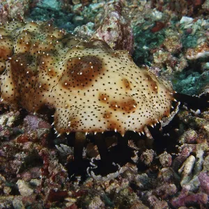 Close-up of the head of the brown spotted sea cucumber (Pearsonothuria graeffei) on rocks and corals