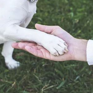 Close-up of Human Hand Gently Holding Dog Paw Print